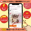 ミニチュアダックスフンド(ロング)【千葉県・女の子・2025年5月7日・シルバーダップル】の写真13「少しでも気になったらお気に入り登録してみませんか？🐶✨」