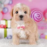 マルプー(マルチーズ×トイプードル)【千葉県・女の子・2025年10月7日・アプリコット】の写真13「わんちゃんが気になったその日でも見学できます🐶✨特別価格でお迎えセットも販売してます🌟」