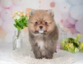 ポメラニアン【千葉県・男の子・2025年4月12日・オレンジセーブル】の写真13「＼ウッドデッキから両親犬ちゃんが遊ぶ姿をご覧ただけます🐕／」
