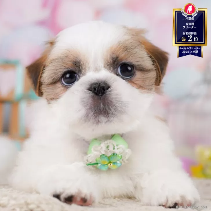 K.O 様のお迎えした子犬