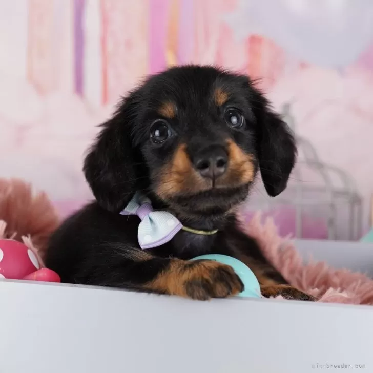 ID：2411-07050の子犬