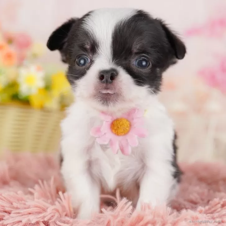 ID：2508-01918の子犬