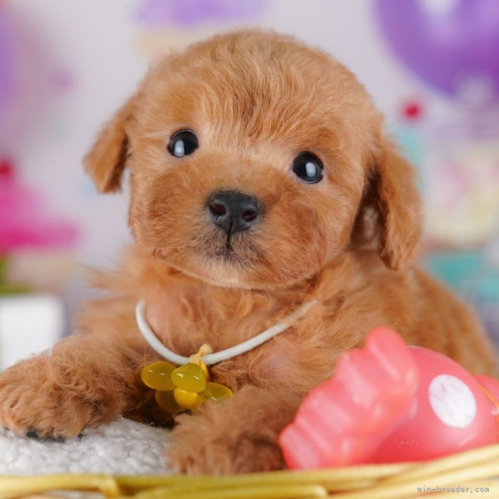 ブリーダー画像