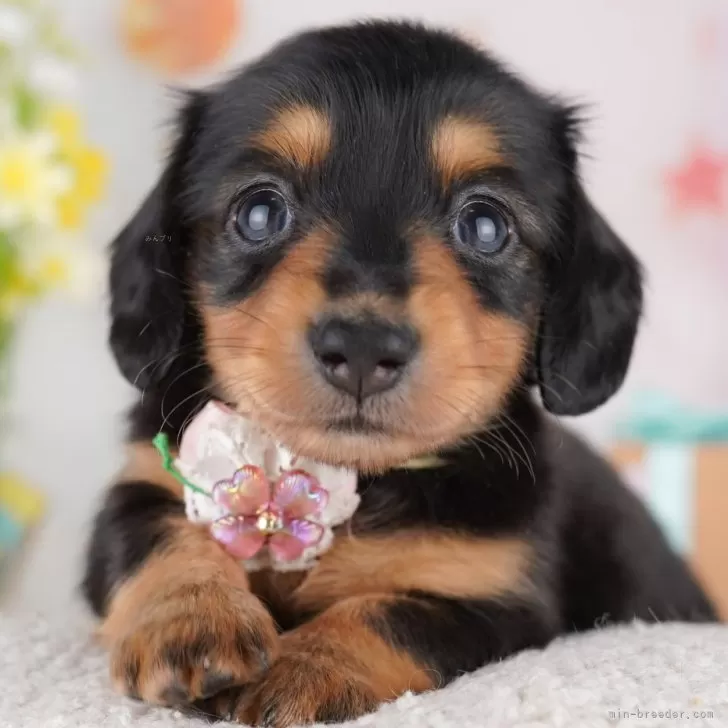 リンリンリンコロ 様のお迎えした子犬