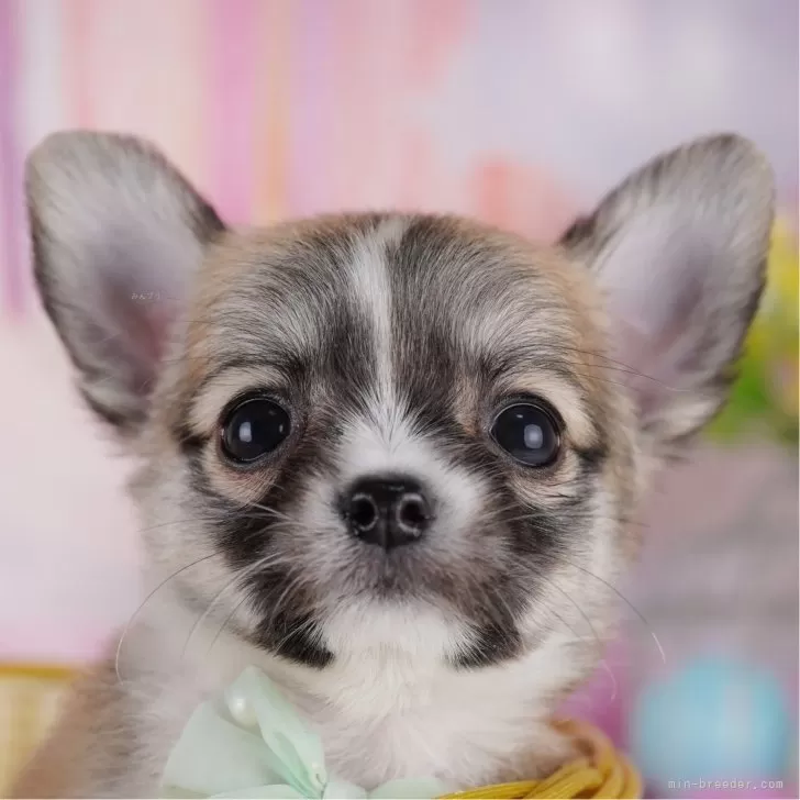 ID：2502-01219の子犬