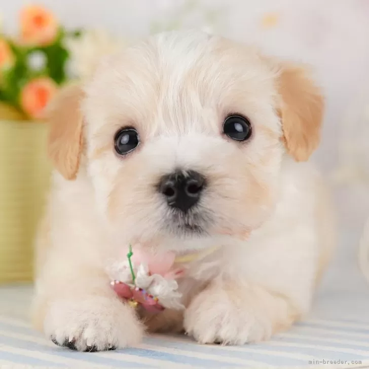 ID:2508-03701の子犬