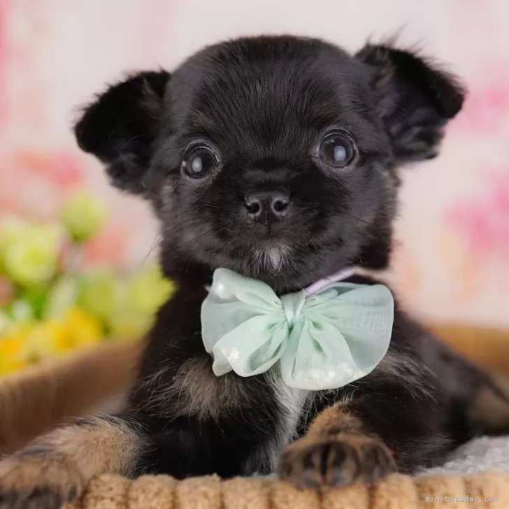 K.M 様のお迎えした子犬
