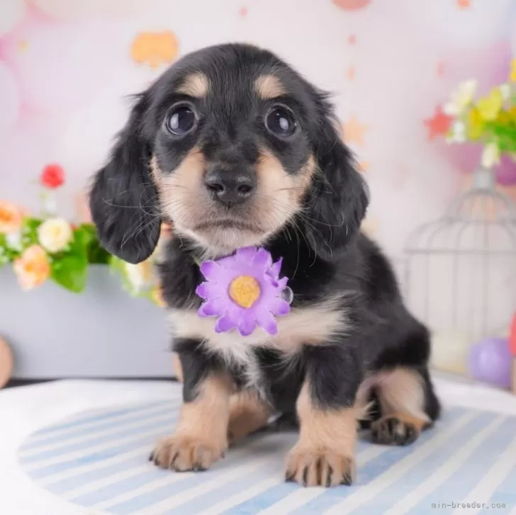 ID:2503-01277の子犬