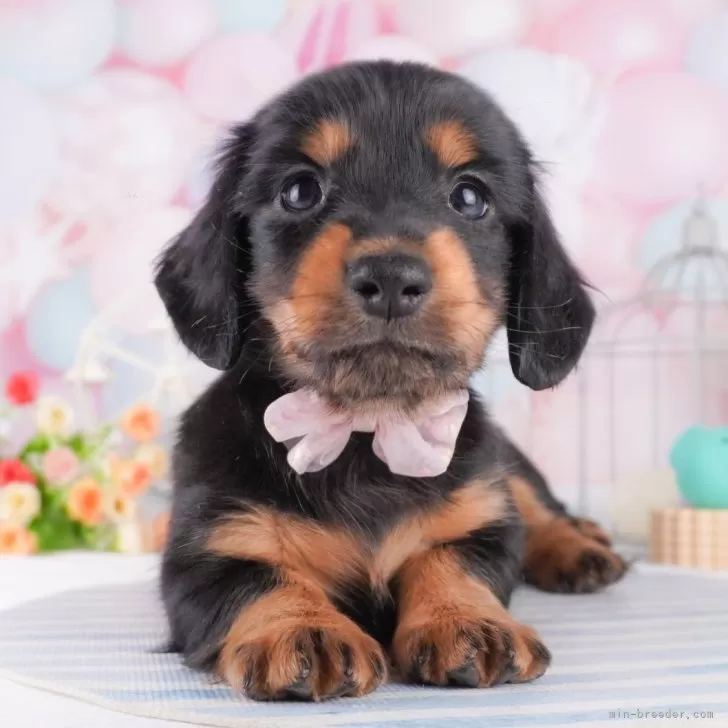 ID：2503-01280の子犬