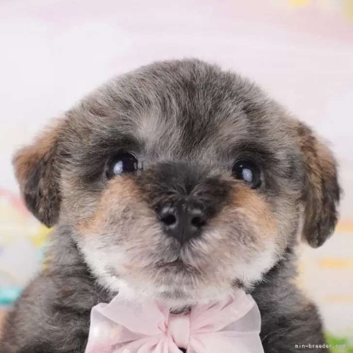 ID:2502-02868の子犬
