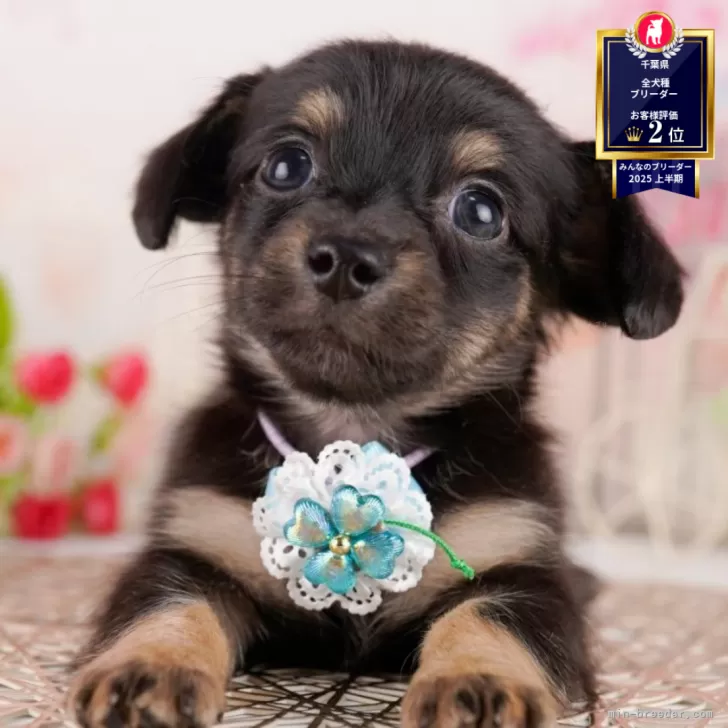 ID：2506-07013の子犬