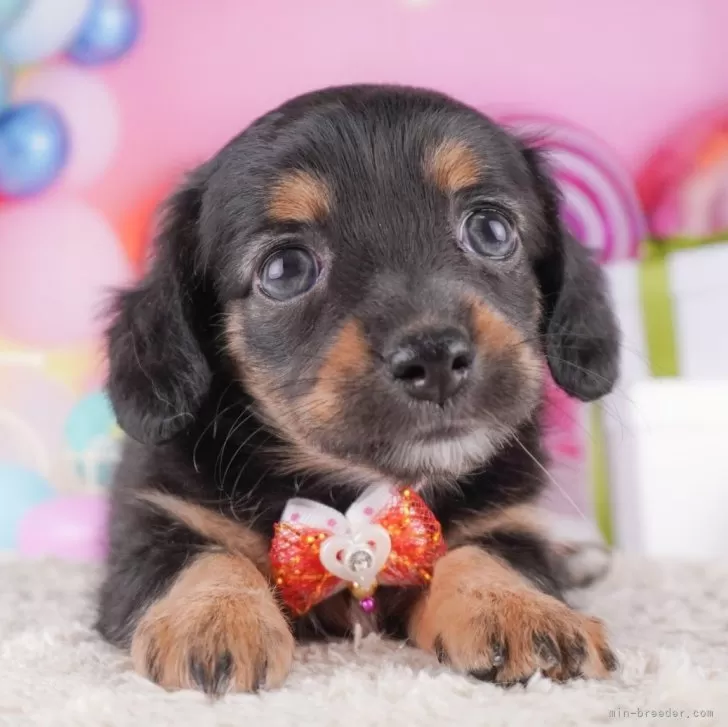 M.U 様のお迎えした子犬