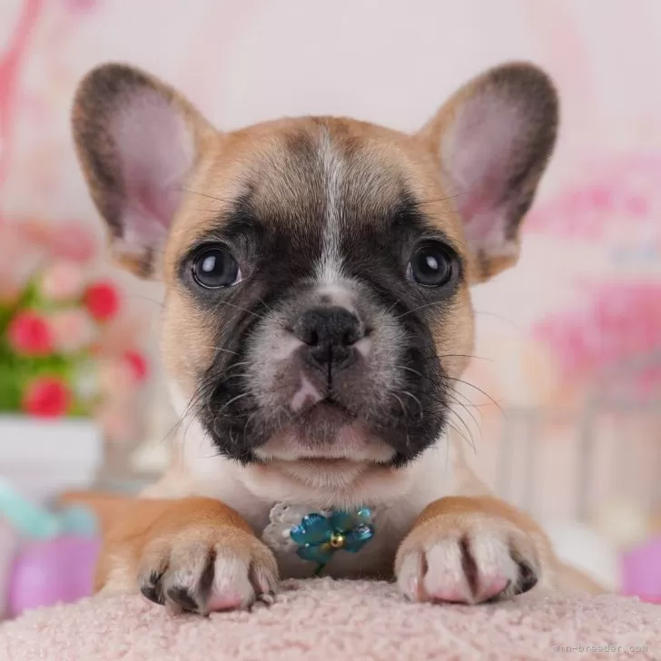 ID:2508-01966の子犬