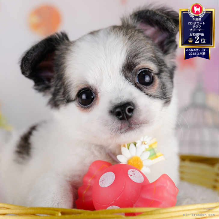 hisae 様のお迎えした子犬