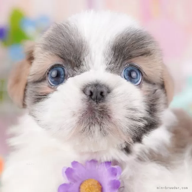ID：2504-07888の子犬