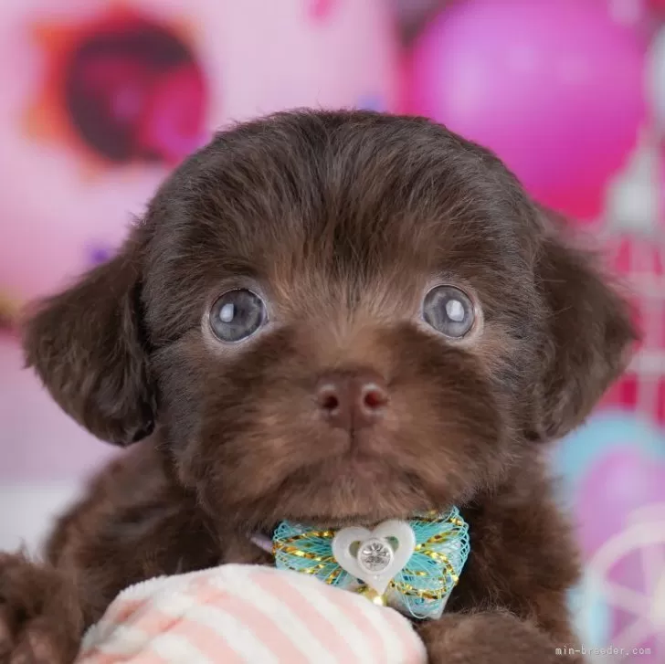 M.Ｉ 様のお迎えした子犬