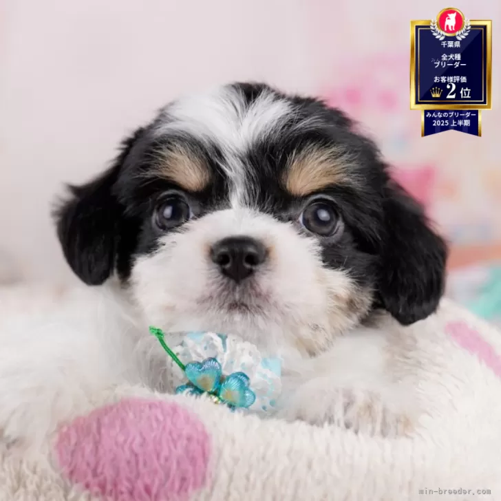 ID:2507-02505の子犬