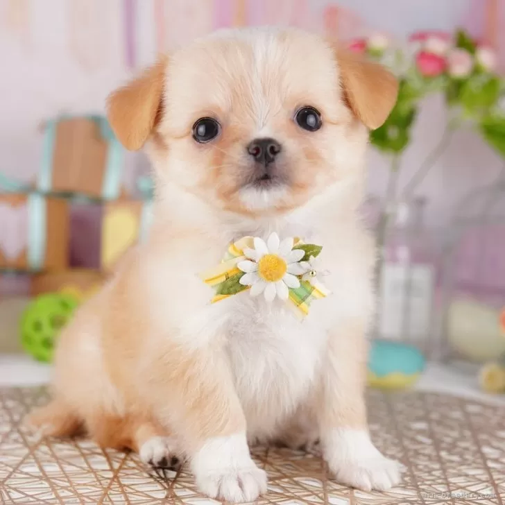 ID:2508-05674の子犬