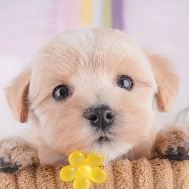 ID:2502-04763の子犬