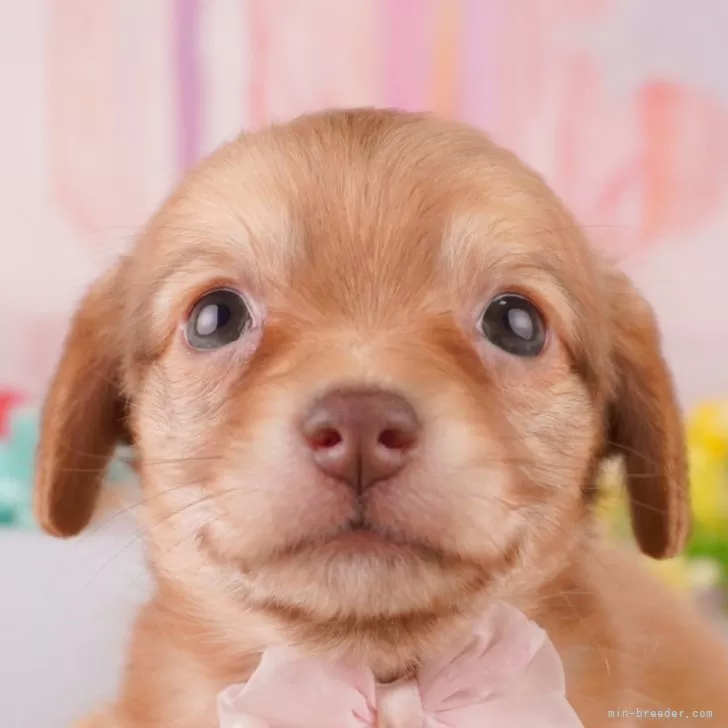 ID:2502-02852の子犬