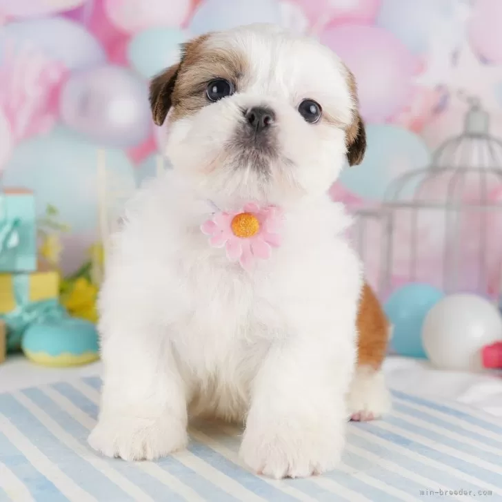 ID：2411-03245の子犬