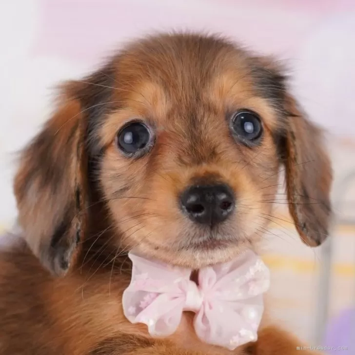 ID：2411-07045の子犬