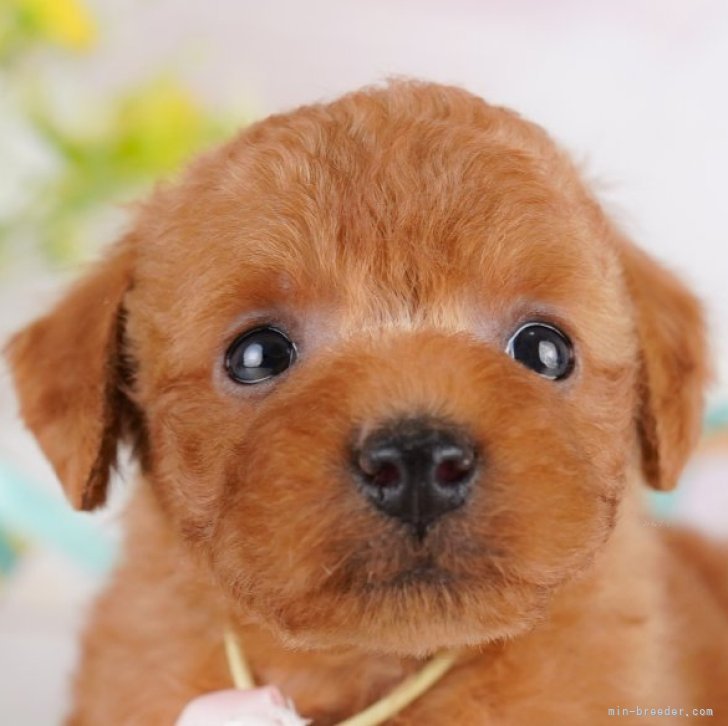 ブリーダー画像