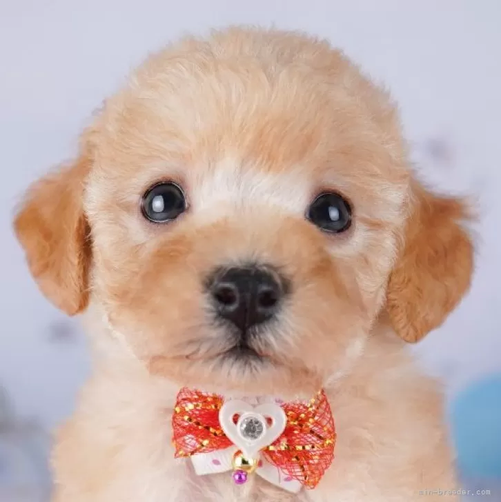 トイプードル(トイ)【千葉県・女の子・2025年9月18日・アプリコット】の写真1「当日での見学お申込みも承っております🐶✨気になったらその日に見学可能です!」