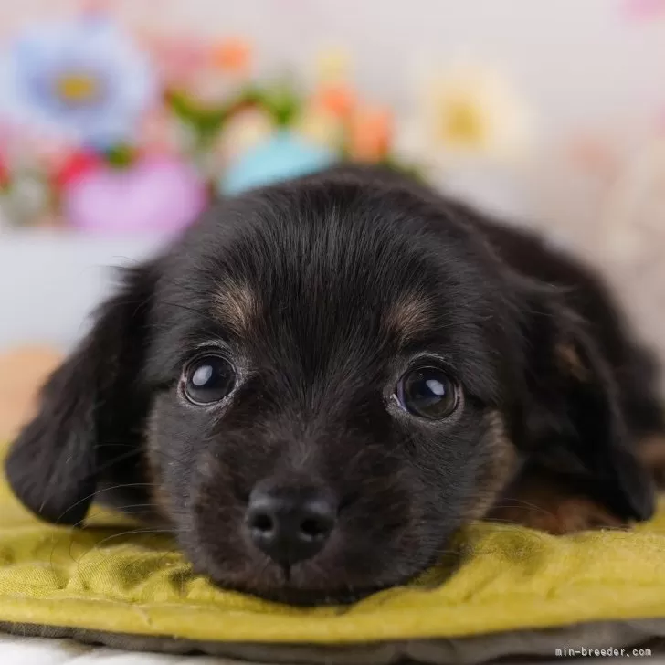 R.K 様のお迎えした子犬