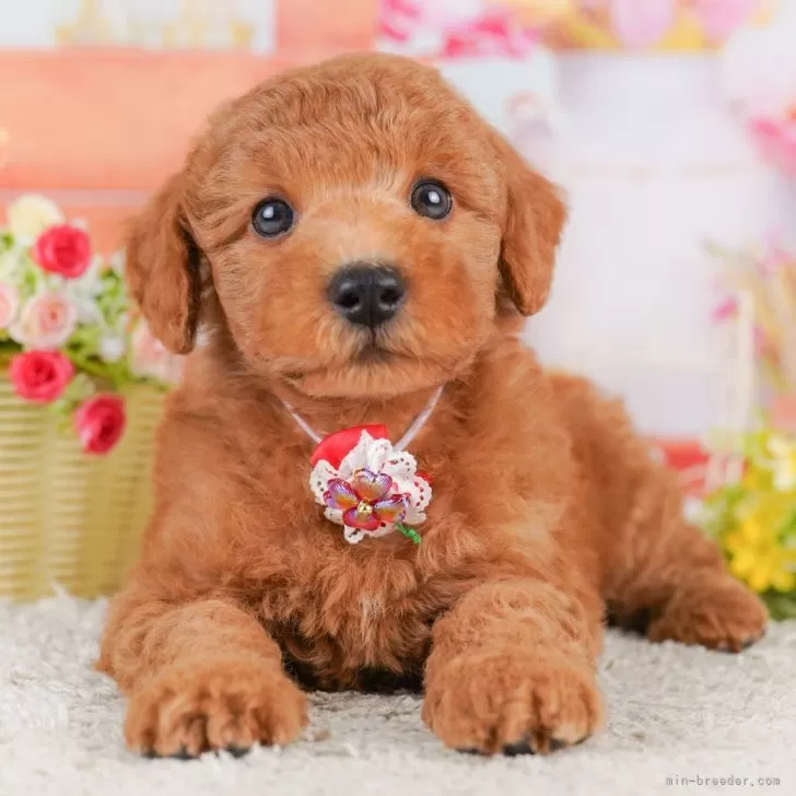 ID：2510-00404の子犬