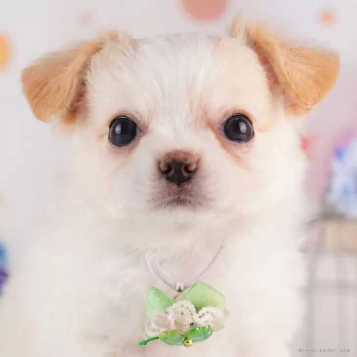 ID：2508-05671の子犬