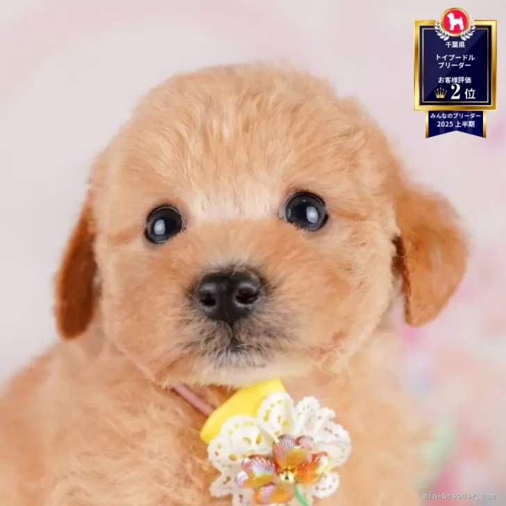 N.K 様のお迎えした子犬