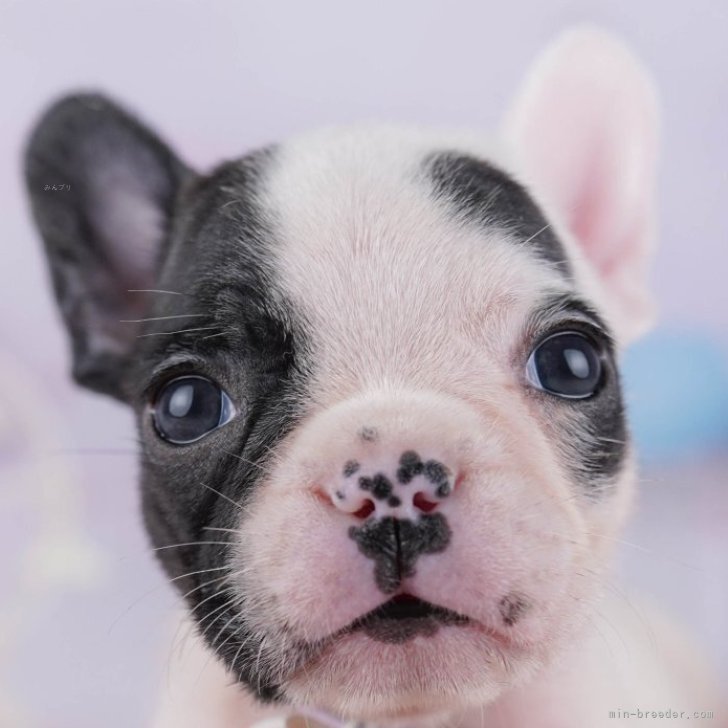 ブリーダー画像