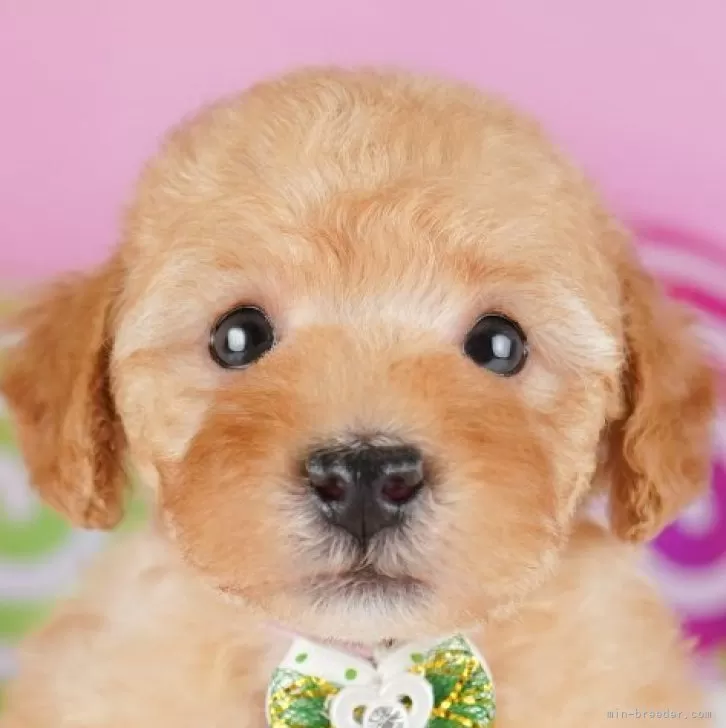 トイプードル(トイ)【千葉県・男の子・2025年9月18日・アプリコット】の写真1「当日での見学お申込みも承っております🐶✨気になったらその日に見学可能です！」