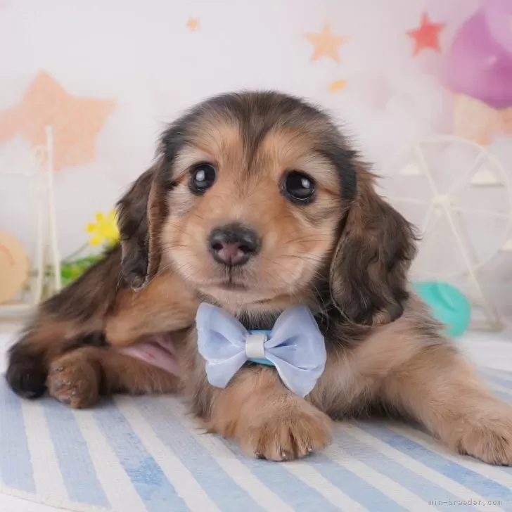 ID:2502-06644の子犬