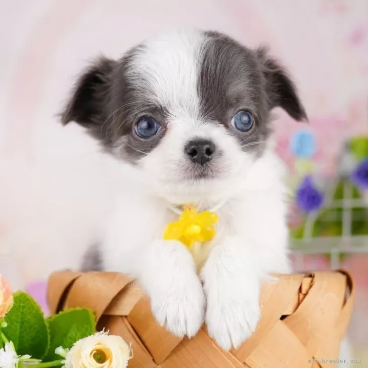 ID：2506-02870の子犬