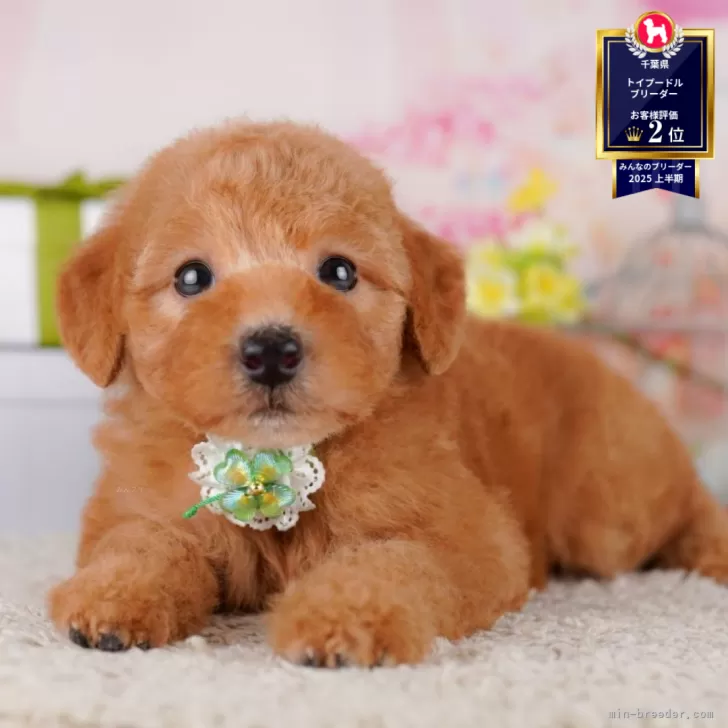 ID：2506-01038の子犬