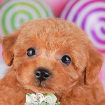トイプードル(トイ)【千葉県・男の子・2025年7月9日・レッド】の写真「🎐8/30限定🐶お世話体験会開催🍉」