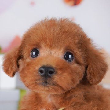 トイプードル(トイ)【千葉県・男の子・2025年9月25日・レッド】の写真「🐶11月29日（土）子犬のお世話体験会を開催🌟」