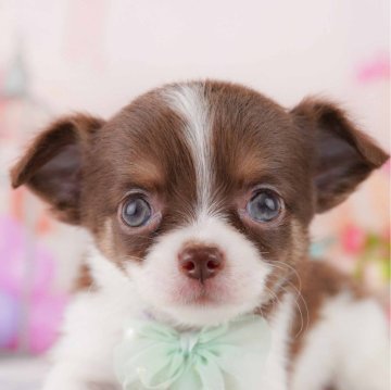 チワワ(ロング)【千葉県・男の子・2024年12月18日・チョコレートタン&ホワイト】の写真「当日見学申し込みOK！」