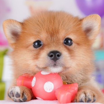 ポメ柴(ポメラニアン×柴犬)【千葉県・女の子・2025年9月24日・オレンジ】の写真「豆柴よりも小さい🐶💓✨」