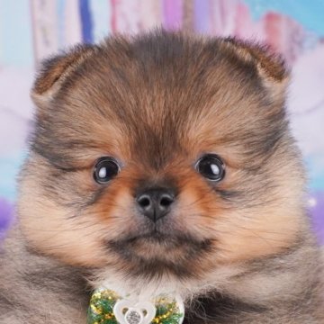 ポメラニアン【千葉県・女の子・2025年8月11日・オレンジセーブル】の写真「🐶6組様限定！10/11子犬のお世話体験会開催✨」