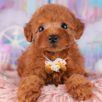 トイプードル(トイ)【千葉県・女の子・2025年7月23日・レッド】の写真「9/23 🐶子犬お世話体験会開催✨」
