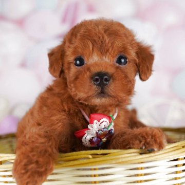 トイプードル(トイ)【千葉県・女の子・2025年7月4日・レッド】の写真「9/15・9/23 🐶子犬お世話体験会開催✨」