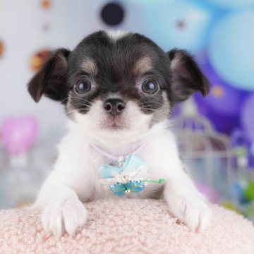 チワワ(ロング)【千葉県・女の子・2025年7月21日・ブラックタン&ホワイト】の写真「9/15・9/23 🐶子犬お世話体験会開催✨」