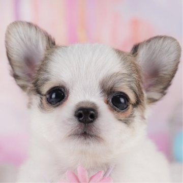 チワワ(ロング)【千葉県・男の子・2024年12月23日・パーティー】の写真「2024年ブリーダーアワード全国チワワ１位受賞🏆」