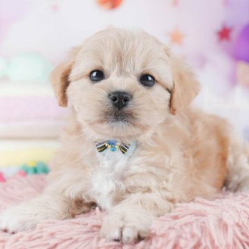 ペキプー(ペキニーズ×トイプードル)【千葉県・女の子・2025年10月21日・アプリコット】の写真「全頭健康診断チェック済み！安心してお迎えできます✨」