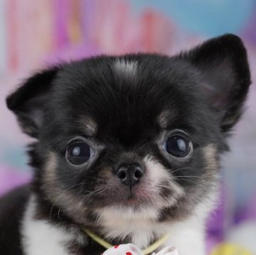 チワワ(ロング)【千葉県・女の子・2025年9月30日・ブラックタン&ホワイト】の写真「全頭健康診断チェック済み！安心してお迎えできます✨」