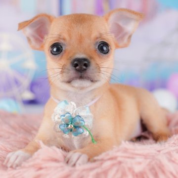 チワワ(スムース)【千葉県・女の子・2025年7月24日・フォーン】の写真「9/23 🐶子犬お世話体験会開催✨」