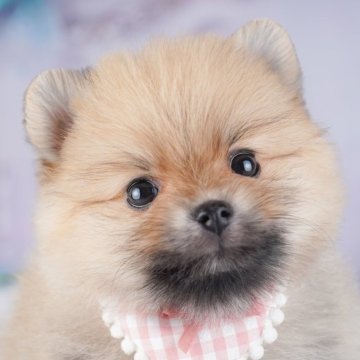 ポメラニアン【千葉県・女の子・2025年9月26日・オレンジ】の写真「当日見学申し込みOK🐶🌈」